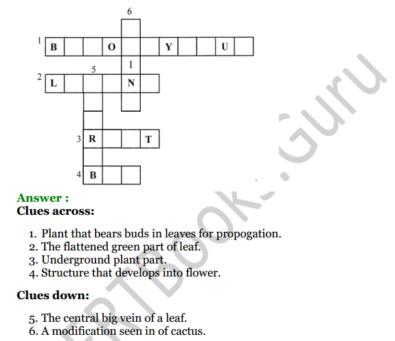 Selina Concise Biology Class 6 ICSE Solutions Chapter 1 The Leaf 10