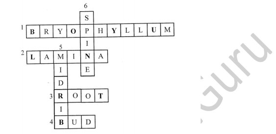 Selina Concise Biology Class 6 ICSE Solutions Chapter 1 The Leaf 11