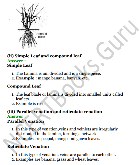 Selina Concise Biology Class 6 ICSE Solutions Chapter 1 The Leaf 3