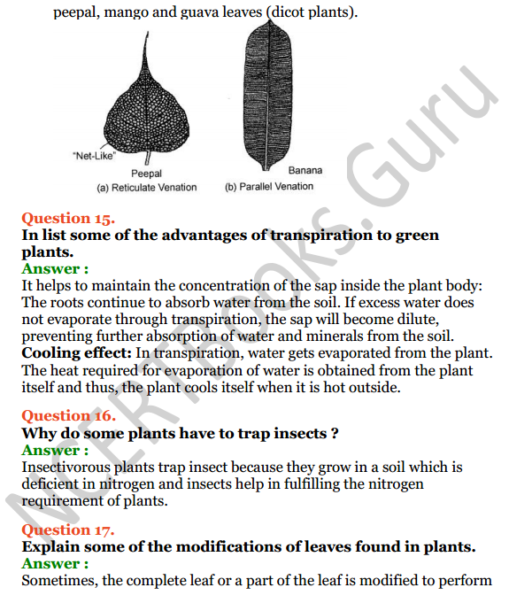 Selina Concise Biology Class 6 ICSE Solutions Chapter 1 The Leaf 8