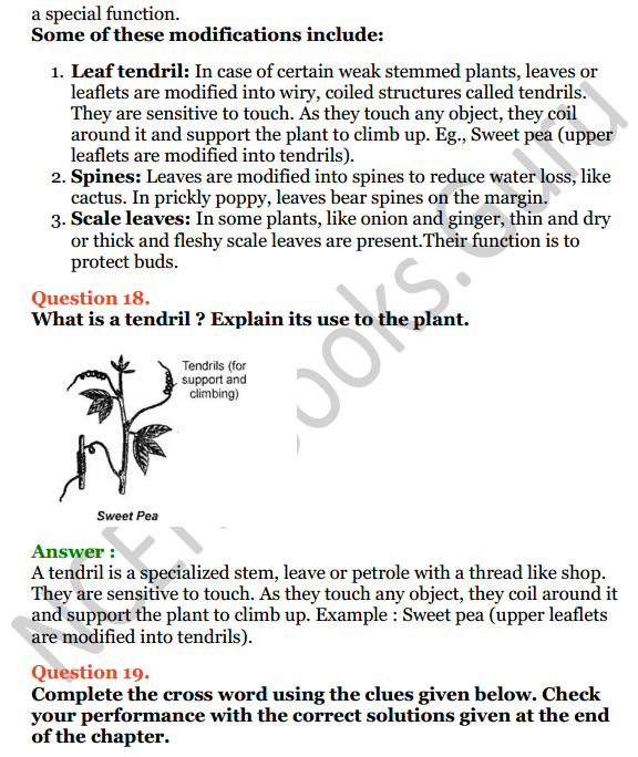 Selina Concise Biology Class 6 ICSE Solutions Chapter 1 The Leaf 9