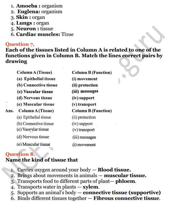 Selina Concise Biology Class 7 ICSE Solutions Chapter 1 Plant and Animal Tissues 6