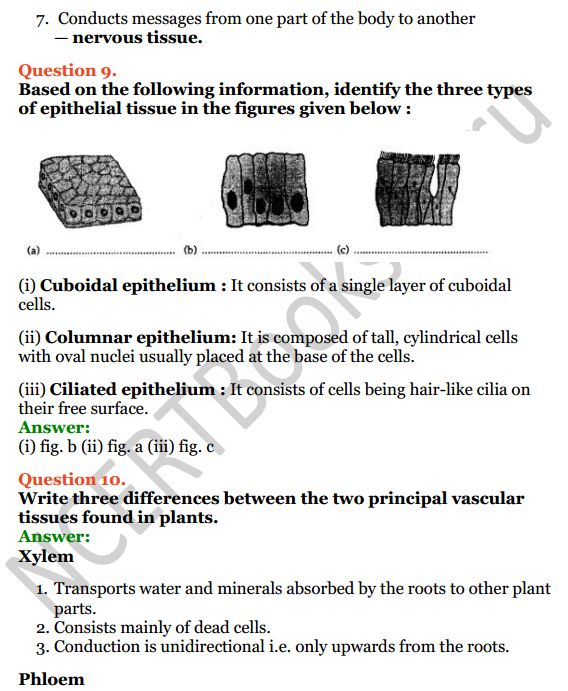 Selina Concise Biology Class 7 ICSE Solutions Chapter 1 Plant and Animal Tissues - NCERT Books Selina Concise Biology Class 7 ICSE Solutions Chapter 1 Plant and Animal Tissues - NCERT Books