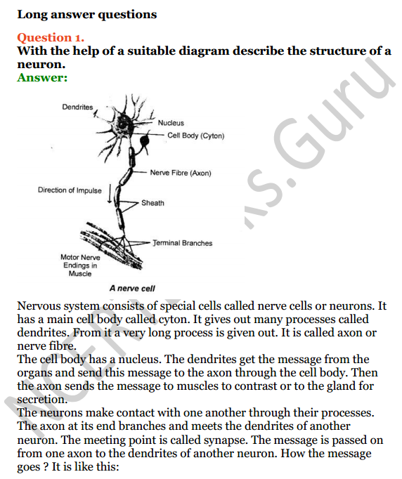Selina Concise Biology Class 7 ICSE Solutions Chapter 6 Nervous System 3