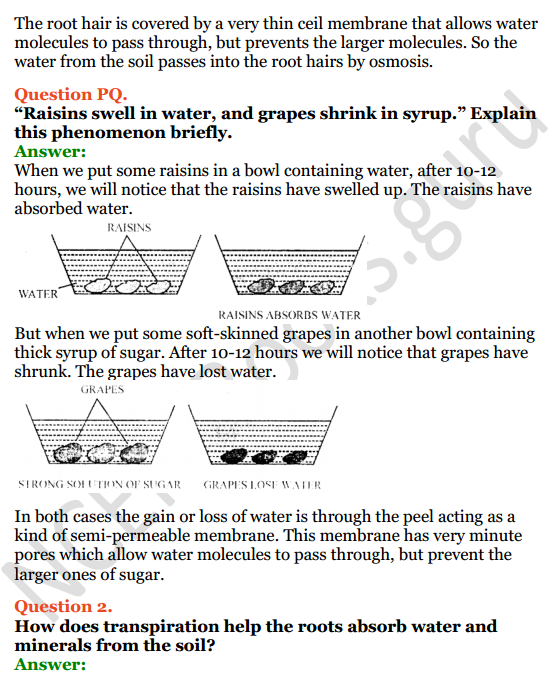 Selina Concise Biology Class 8 ICSE Solutions Chapter 1 Transportation in Plants 12