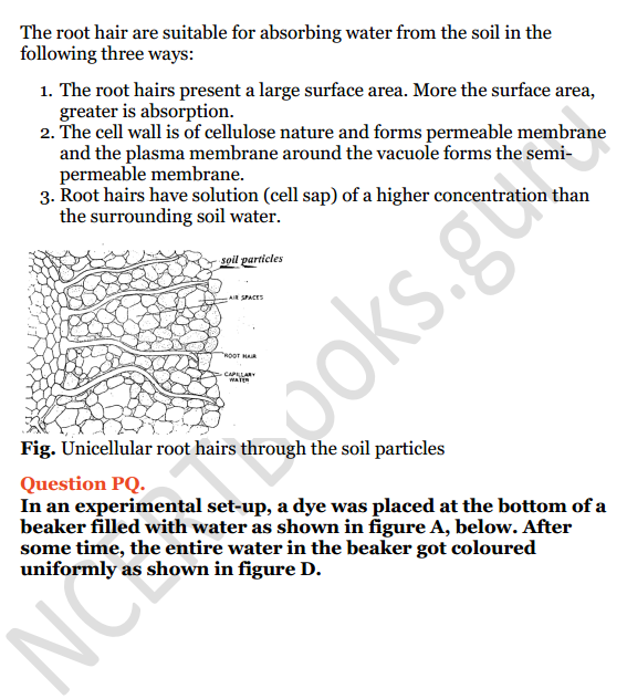 Selina Concise Biology Class 8 ICSE Solutions Chapter 1 Transportation in Plants 6