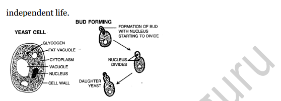 Selina Concise Biology Class 8 ICSE Solutions Chapter 2 Reproduction in Plants 11