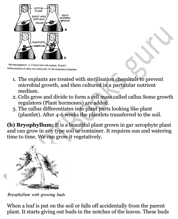 Selina Concise Biology Class 8 ICSE Solutions Chapter 2 Reproduction in Plants 8