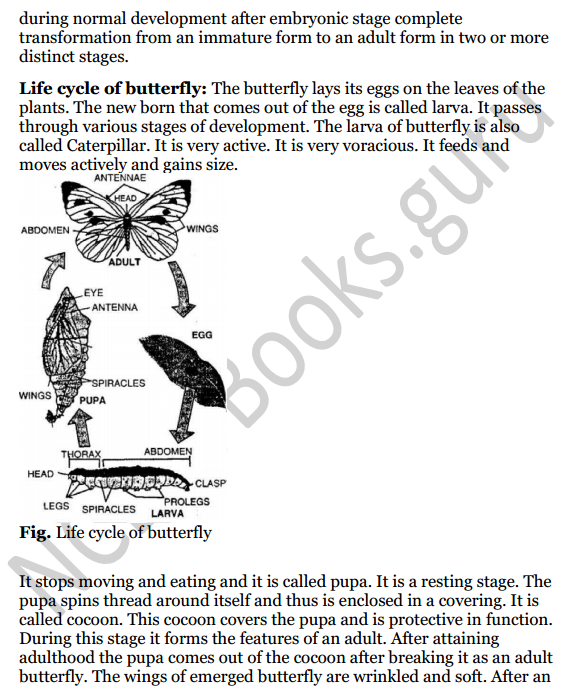 Selina Concise Biology Class 8 ICSE Solutions Chapter 3 Reproduction in Humans 7