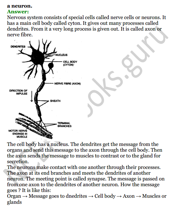 Selina Concise Biology Class 8 ICSE Solutions Chapter 7 Nervous System 5