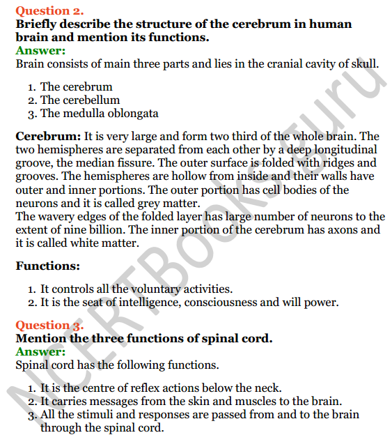 Selina Concise Biology Class 8 ICSE Solutions Chapter 7 Nervous System 6