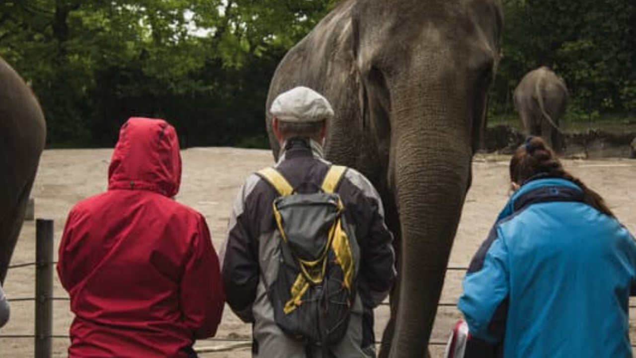 A Visit To a Zoo