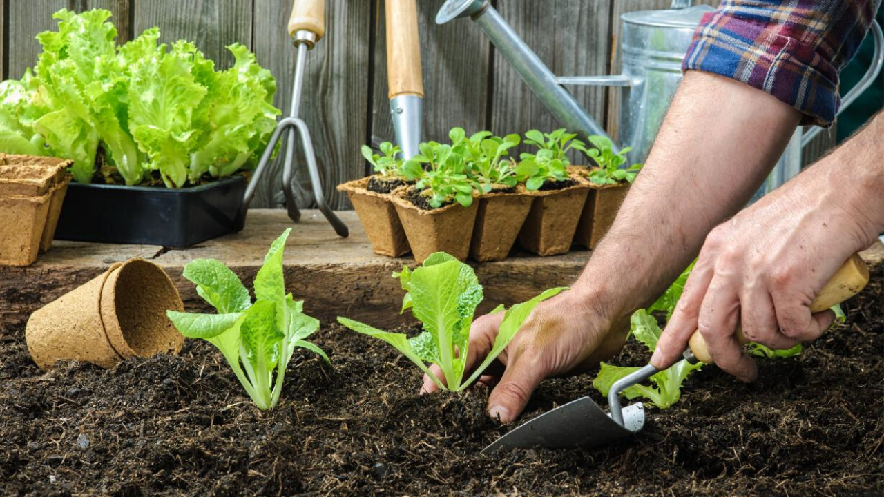 gardening hobby essay