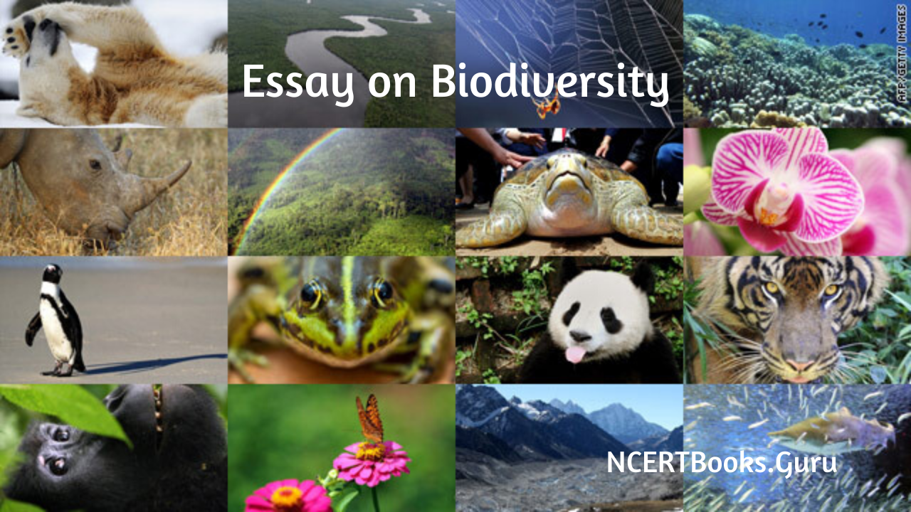 biodiversity essay writing