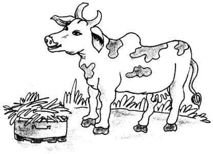 Cow Essay
