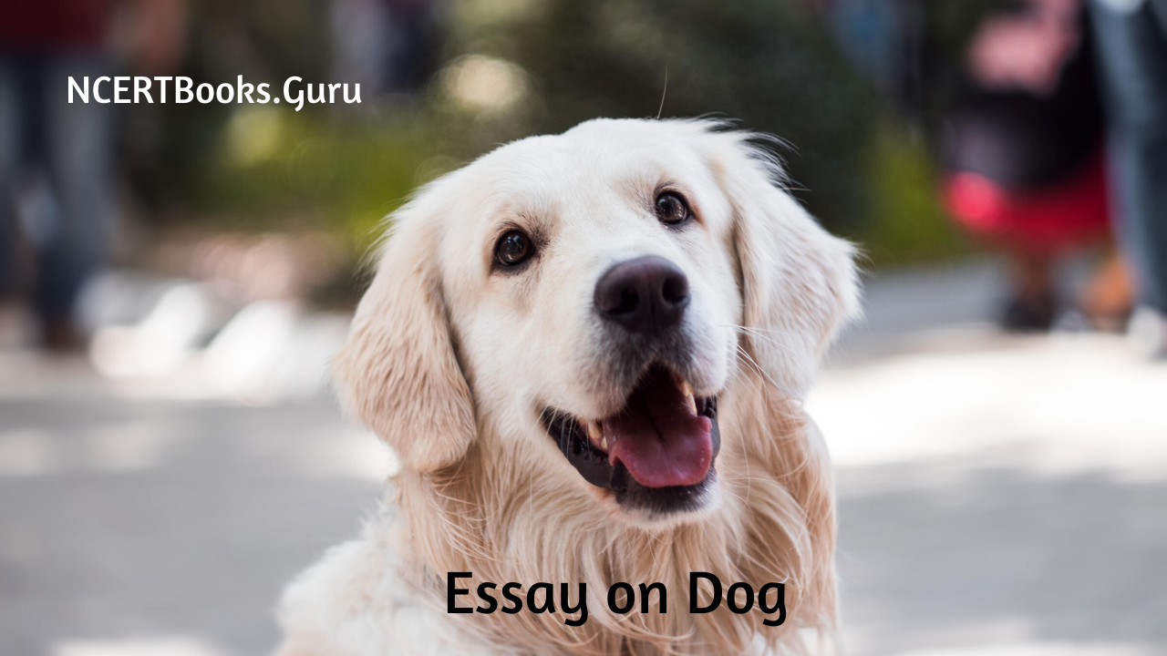 Essay on Dog