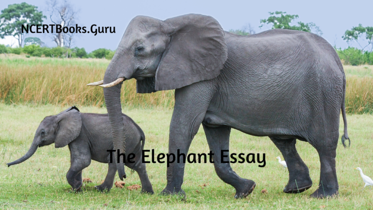 essay on elephant to english