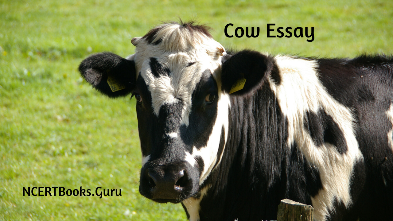 a big essay on cow