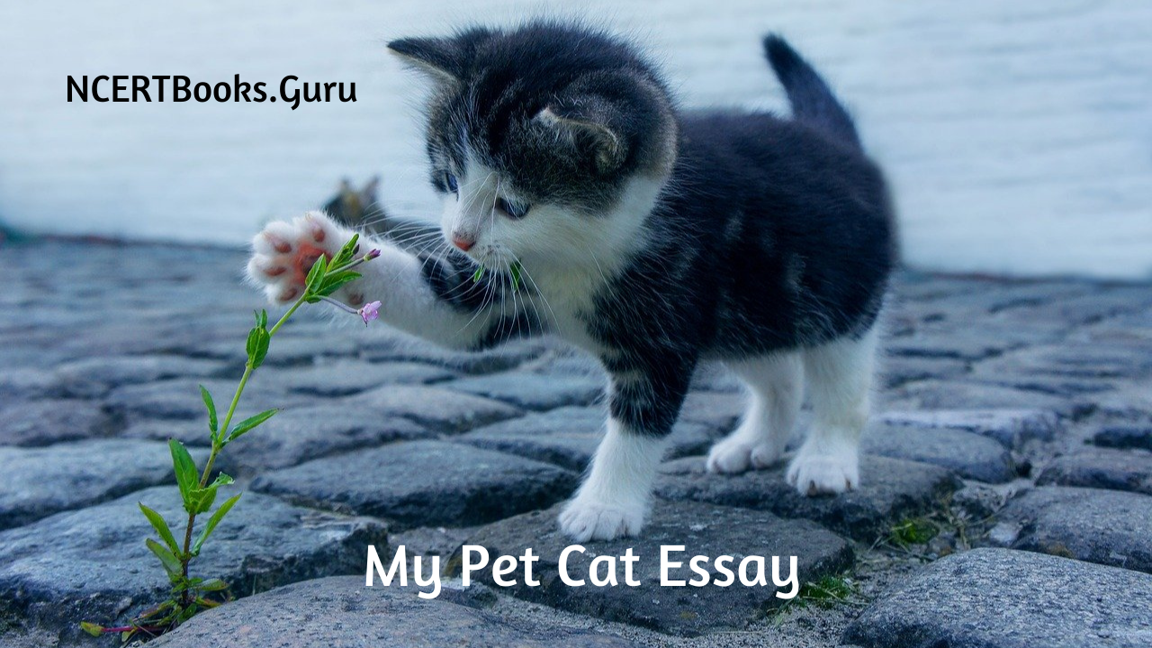 My Pet Cat Essay | Essay on My Pet Cat for Students and Children in English  - NCERT Books