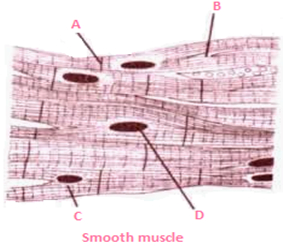 MCQ Questions for Class 9 Science Chapter 6 Tissues with Answers