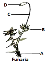 MCQ Questions for Class 9 Science Chapter 7 Diversity in Living Organisms with Answers 2