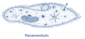 MCQ Questions for Class 9 Science Chapter 7 Diversity in Living Organisms with Answers 4