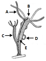 MCQ Questions for Class 9 Science Chapter 7 Diversity in Living Organisms with Answers 6