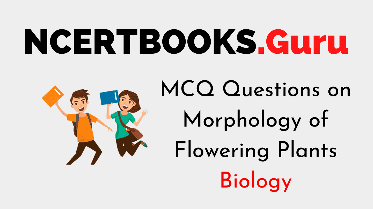 MCQ Questions on Morphology of Flowering Plants