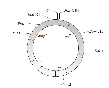 MCQs on Plasmid