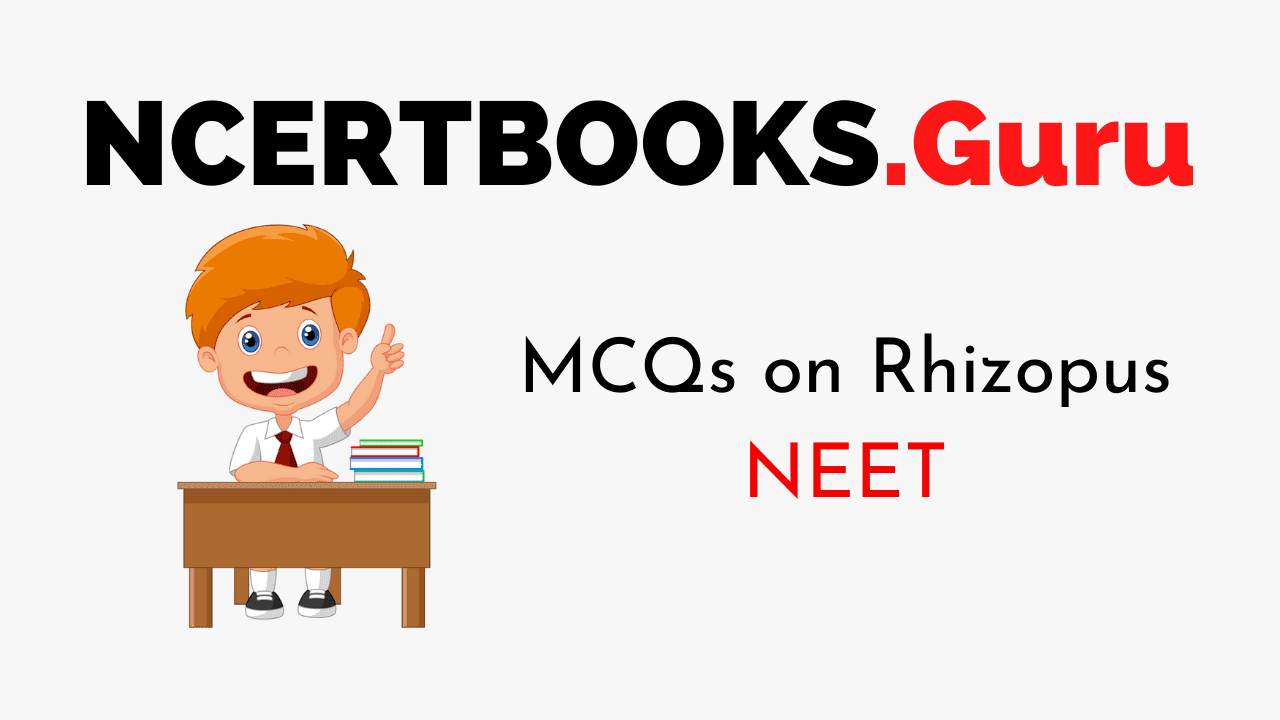MCQs on Rhizopus for NEET