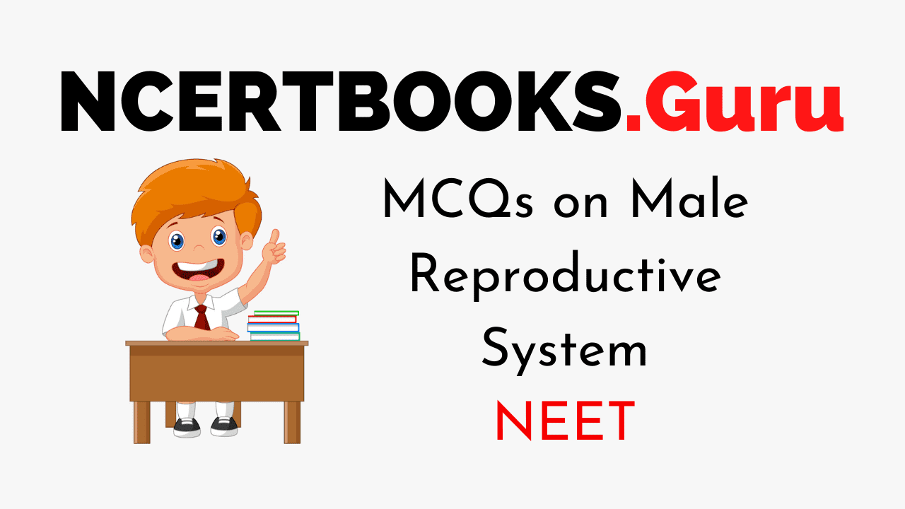 Male Reproductive System MCQ for NEET 2020