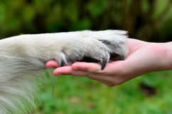 Animal Right Essay | Essay on Animal Right for Students and Children in English - NCERT Books Animal Right Essay | Essay on Animal Right for Students and Children in English - NCERT Books