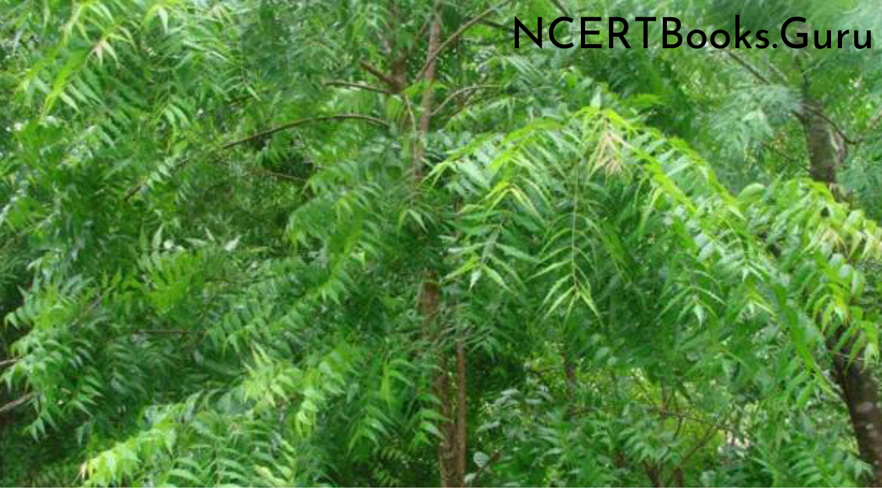 10 Lines on Neem Tree for Students and Children in English NCERT Books