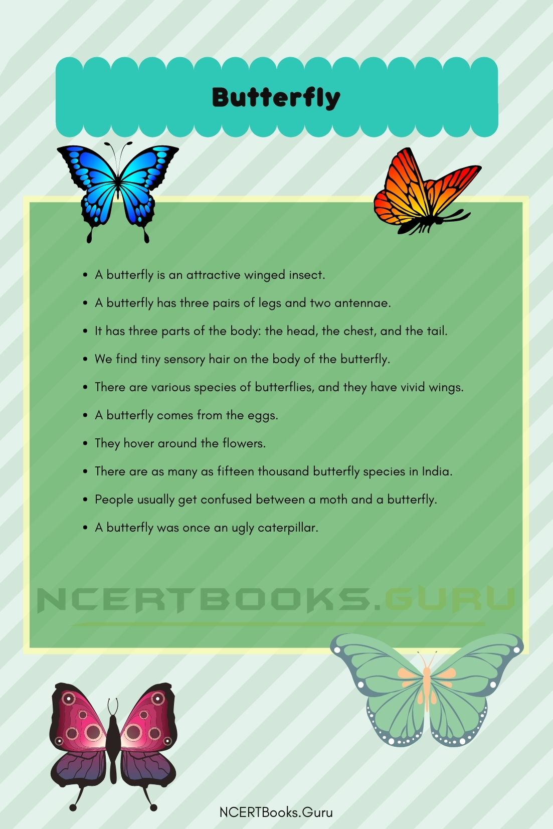 essay on butterfly for class 5