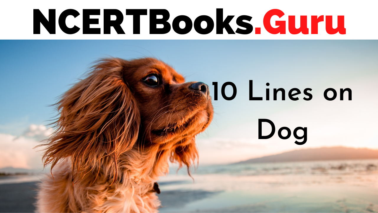 10 Lines on Dog
