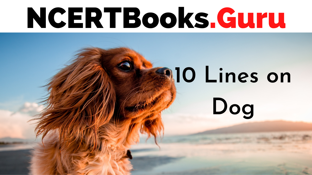 10 Lines on Dog for Students and Children in English - NCERT Books 10 Lines on Dog for Students and Children in English - NCERT Books