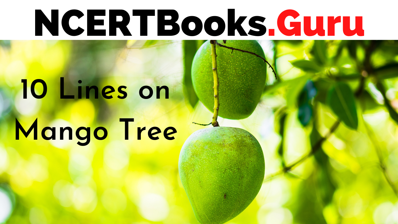 essay on mango tree in hindi