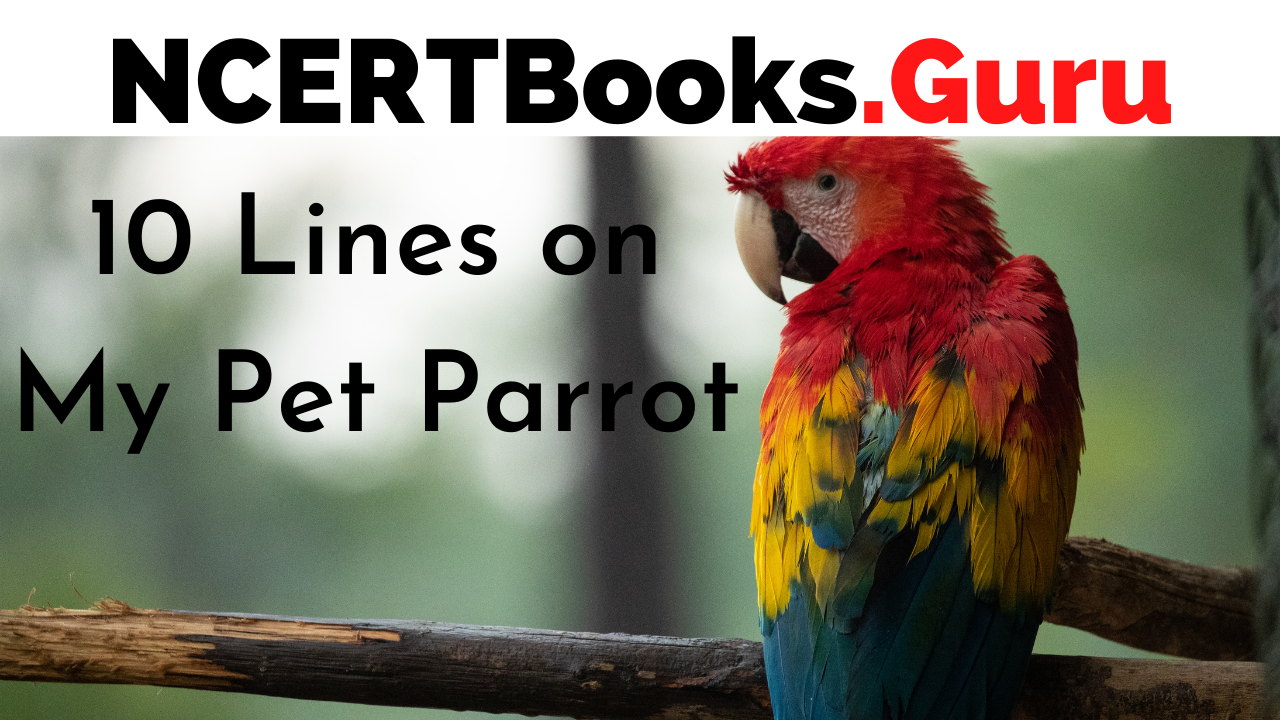 10 Lines on My Pet Parrot for Students and Children in English - NCERT Books 10 Lines on My Pet Parrot for Students and Children in English - NCERT Books