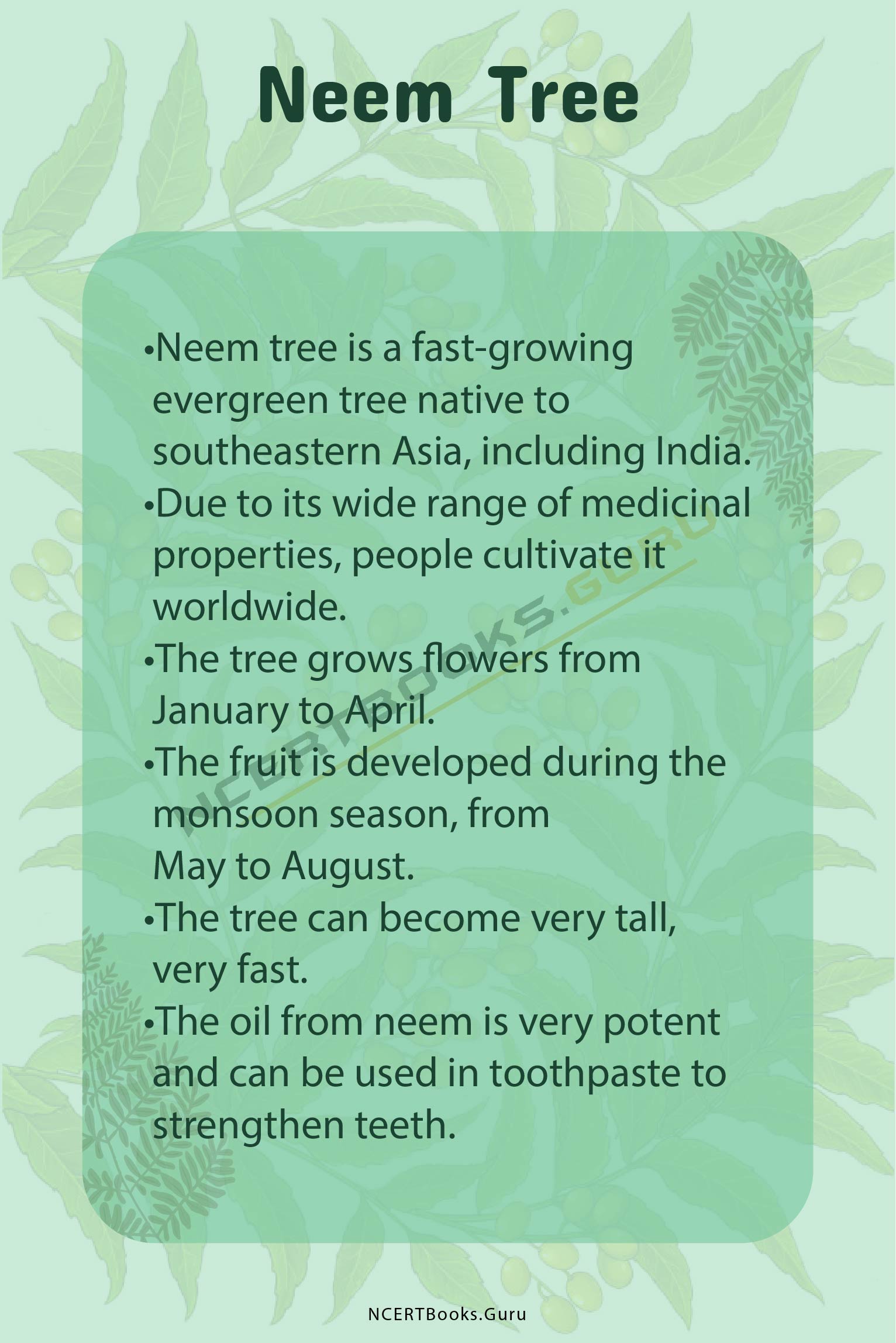 10 Lines on Neem Tree 2