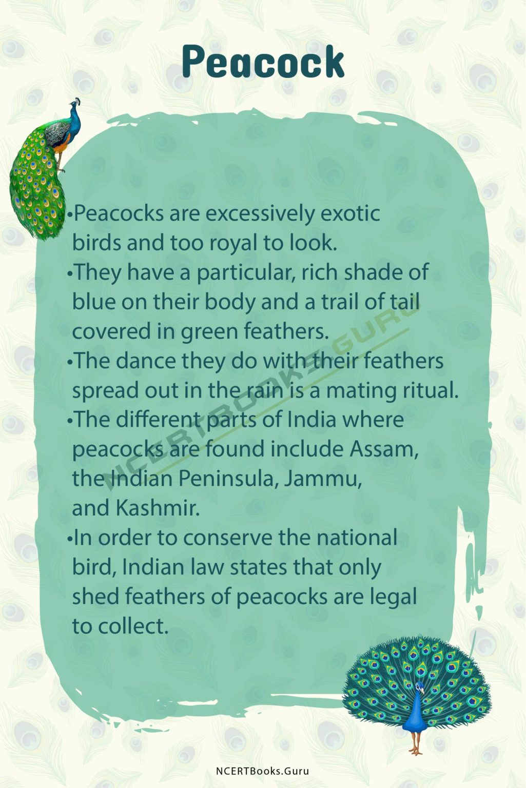 10 Lines on Peacock for Students and Children in English - NCERT Books