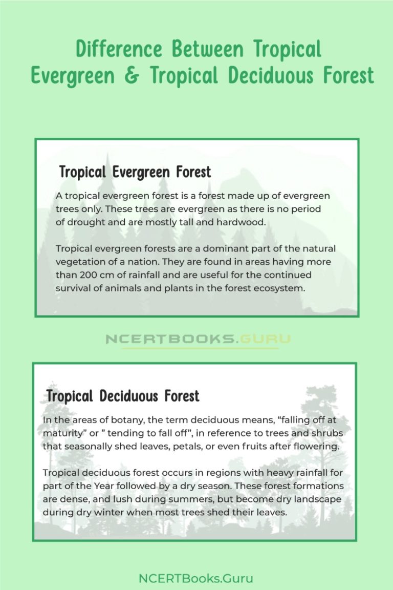 Difference Between Tropical Evergreen and Tropical Deciduous Forest
