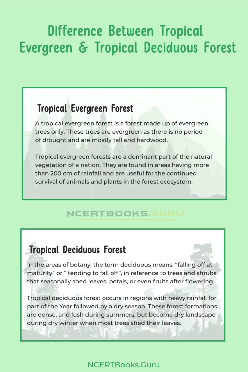 Difference Between Tropical Evergreen and Tropical Deciduous Forest & Their  Similarities - NCERT Books