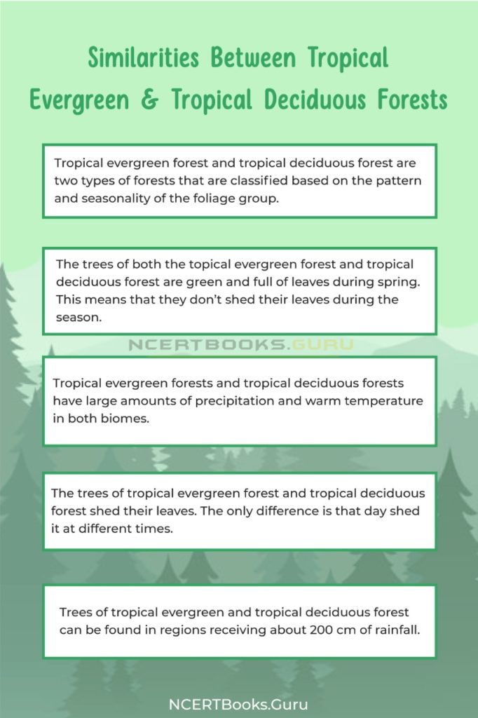 Difference Between Tropical Evergreen and Tropical Deciduous Forest