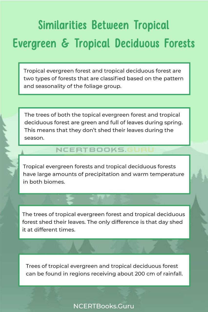 Difference Between Tropical Evergreen and Tropical Deciduous Forest 2