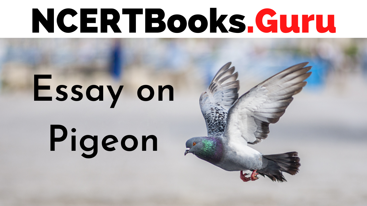 essay writing on pigeon in english