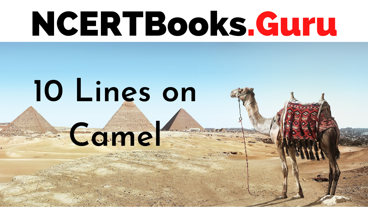 10 Lines on Camel for Students and Children in English - NCERT Books