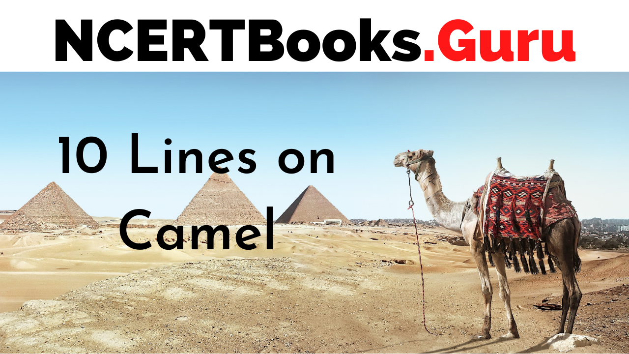 10 Lines on Camel for Students and Children in English - NCERT Books 10 Lines on Camel for Students and Children in English - NCERT Books