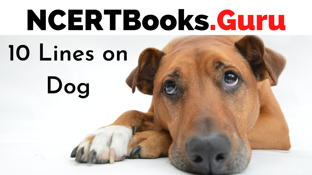 10 Lines on Dog in English