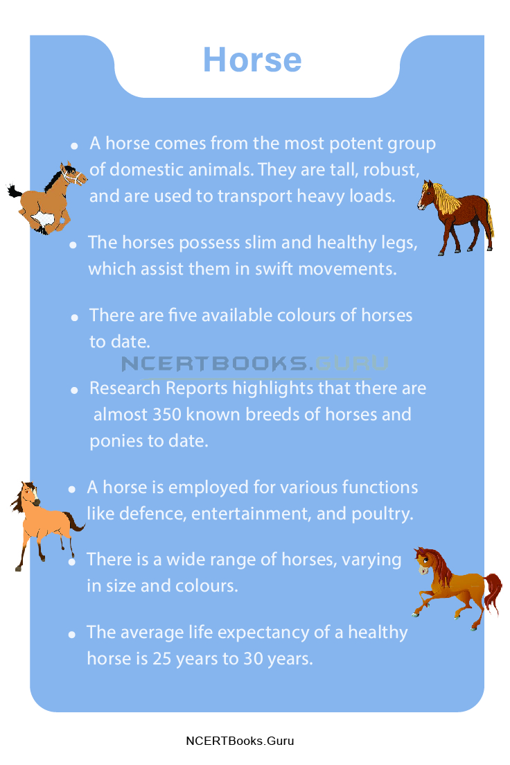 10 Lines on Horse for Students and Children in English - NCERT Books 10 Lines on Horse for Students and Children in English - NCERT Books