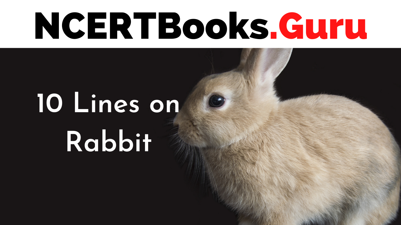 10 Lines on Rabbit for Students and Children in English - NCERT Books